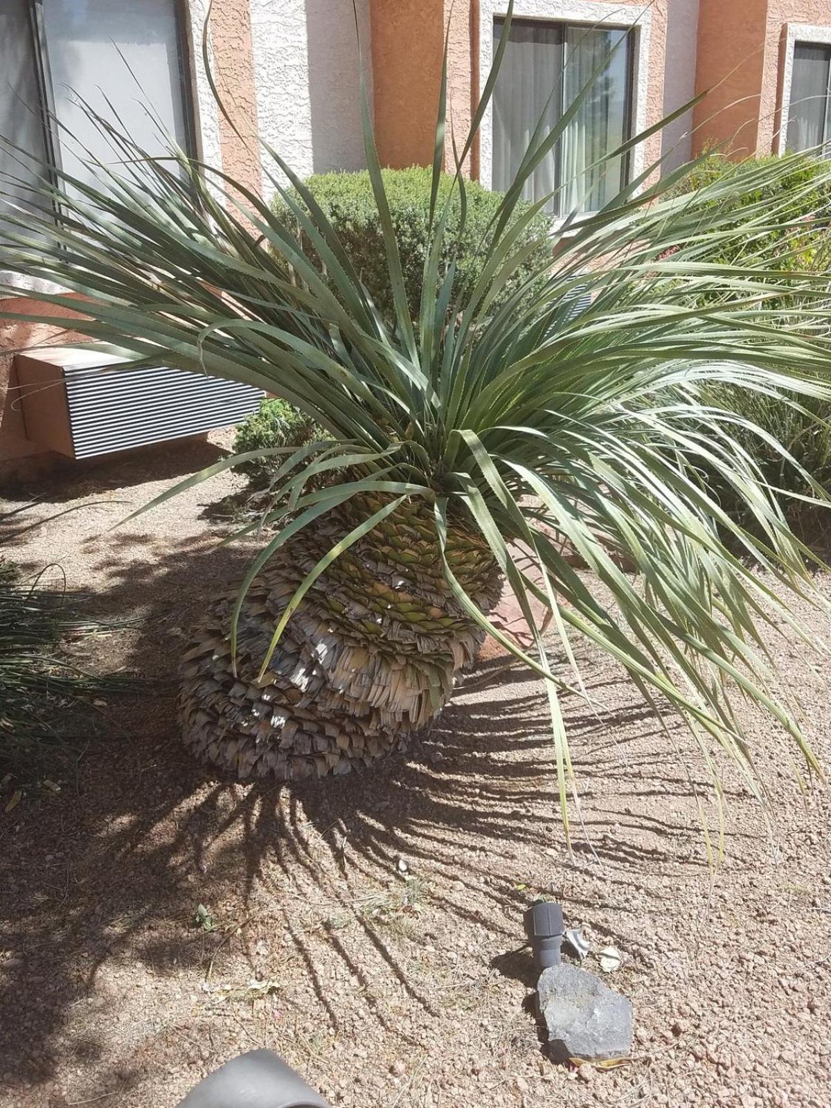 Days Inn By Wyndham Camp Verde Arizona מראה חיצוני תמונה